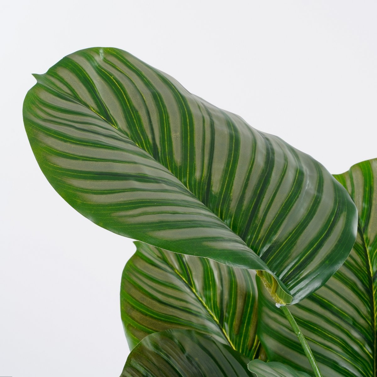 Calathea Orbifolia Kunstplant