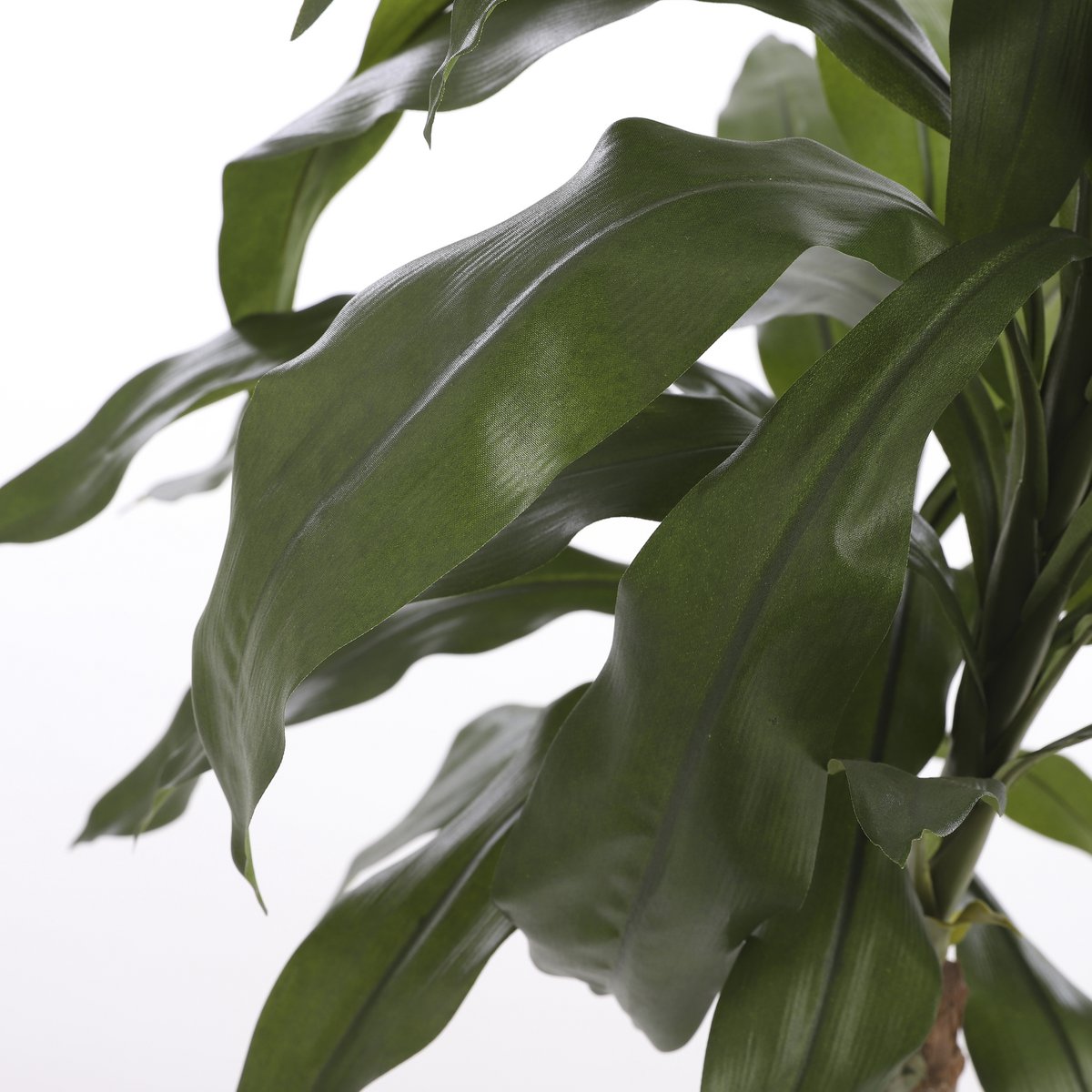 Dracaena Kunstplant