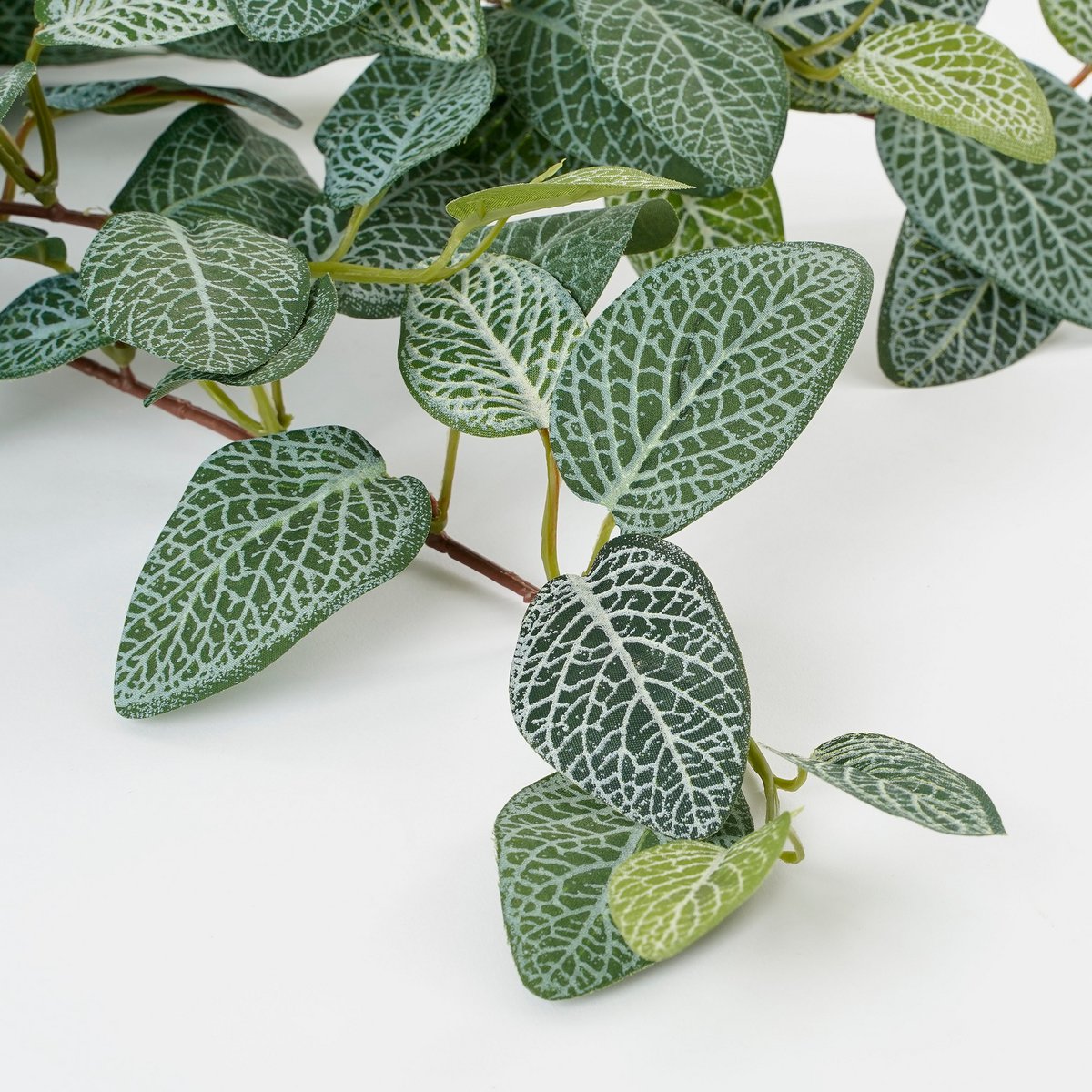 Fittonia Kunst Hangplant - S