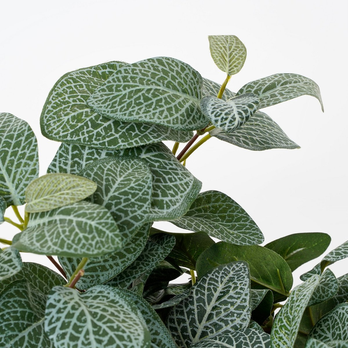 Fittonia Kunst Hangplant - S