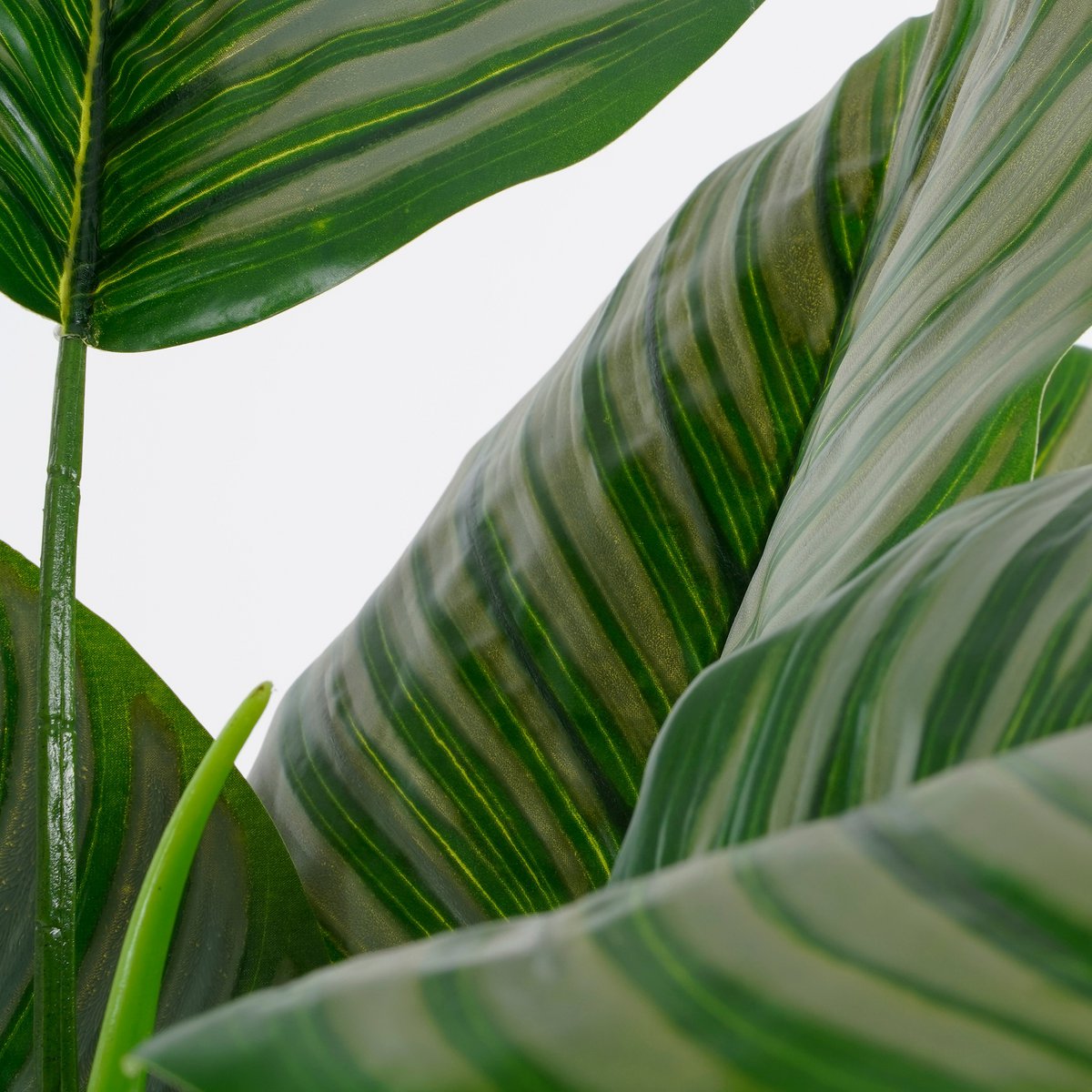 Calathea Orbifolia Kunstplant